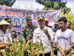 Wabup dr. H. Irfan Hadiri Panen Raya Jagung Hibrida di Langgudu